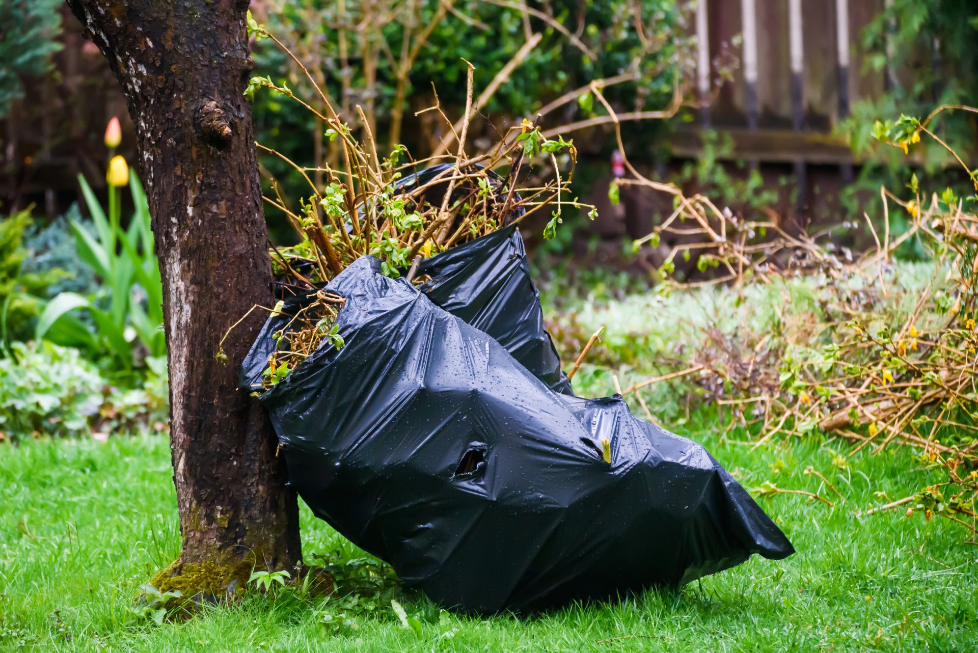 rubbish bag filled with garden waste leaning against a tree